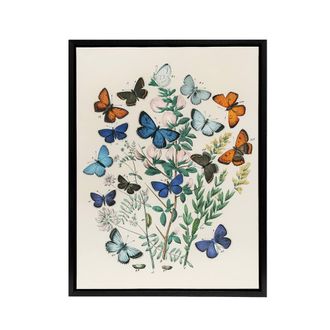 Artery8 Blue & Orange Butterflies Kirby Vintage Black Framed Canvas Wall Art in White | Size: W24 x H32
