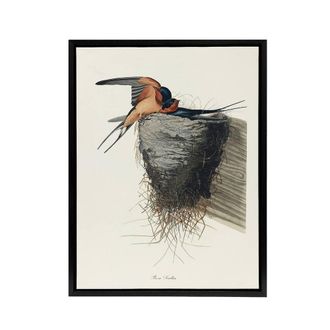 Artery8 Birds of America Barn Swallow Audubon Nature Black Framed Canvas Art in White | Size: W24 x H32