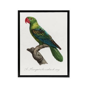 Artery8 The Great Billed Parrot Francois Levaillant Framed Canvas Wall Art in White | Size: W24 x H32