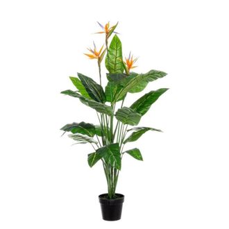 BIZZOTTO Bizzotto - Planta Esterlitzia En Maceta 600x300x240