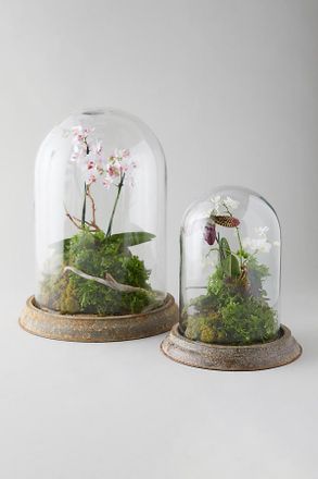 Terrain Distressed Iron + Glass Cloche