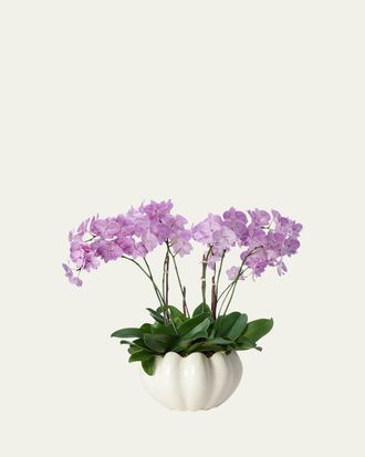 Aerin Mirabelle Cachepot