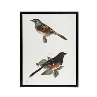 Artery8 James Ellsworth De Kay Swamp Finch & Chewink Framed Canvas Art Print in White | Size: W24 x H32