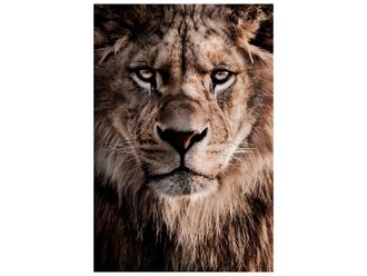 Schubiger M&ouml;bel Digitaldruck auf Glas K&ouml;nig Der L&ouml;wen