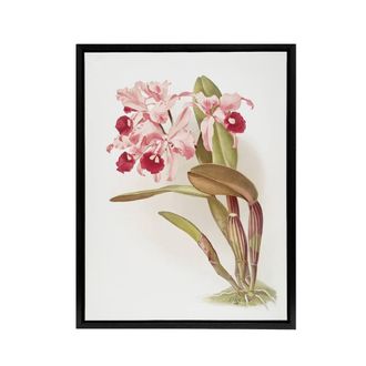 Artery8 Frederick Sander Cattleya Lawrenceana Orchid Flowers Framed Canvas Art | Size: W24 x H32