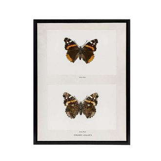 Artery8 Red Admiral Butterfly Vintage Illustration Denton Framed Canvas Art in White | Size: W24 x H32