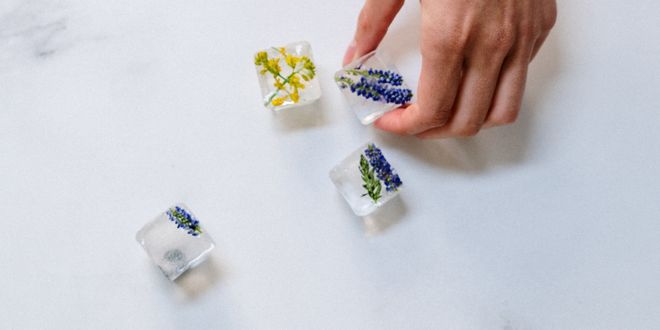 Eine Hand hält einen Eiswürfel mit gefrorenen Blüten in der Hand.