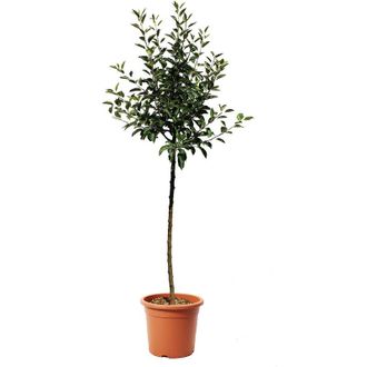 Kentis Melo - Malus Domestica - Piante da Frutto da Giardino - Vaso &oslash; 28 cm