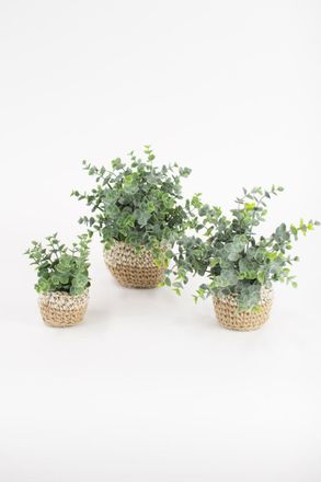 Kalalou Set Of Three Artificial Eucalyptus Plants In Woven Pots