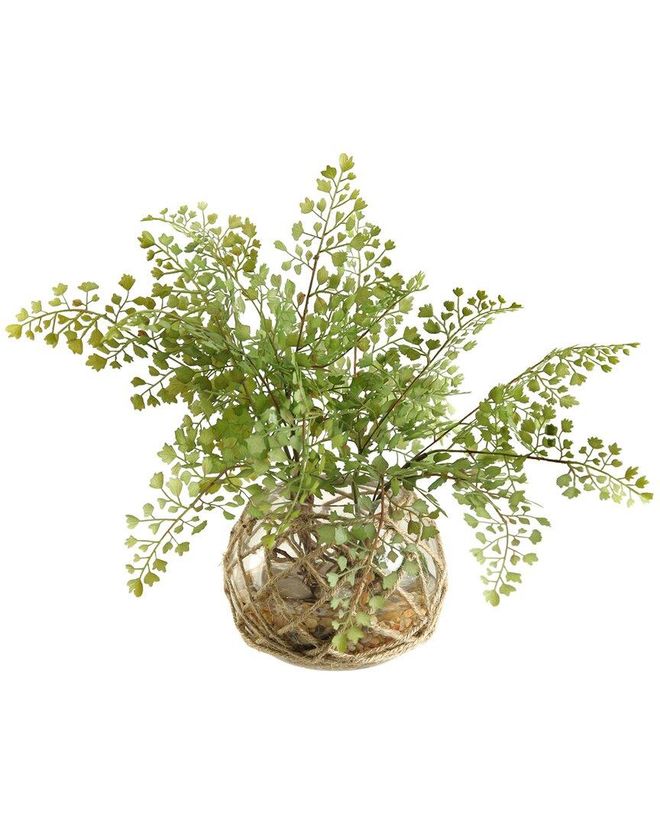 Flat Iron Maiden Hair Fern In Glass Ball With Seagrass Netting