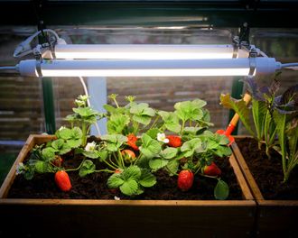 Palram Palram-canopia - Canopia - Luz Para Cultivo Led