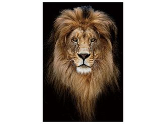 Schubiger M&ouml;bel Digitaldruck auf Glas K&ouml;nig Der L&ouml;wen Portrait