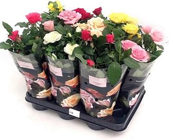 OEM X10 Rosal Mini Variados. 10 Unidades