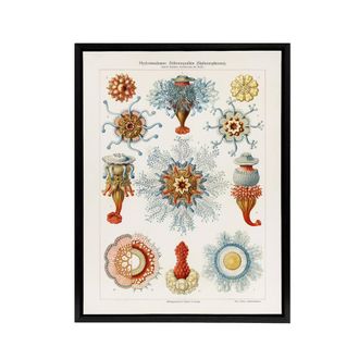 Artery8 Marine Jellyfish in sea colourful Haeckel Framed Canvas Wall Art in White | Size: W24 x H32