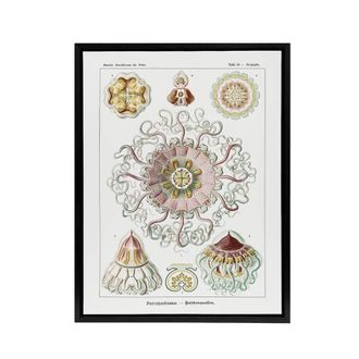 Artery8 Vintage Jellyfish Ocean Marine Haeckel Botanical Framed Canvas Art in White | Size: W24 x H32