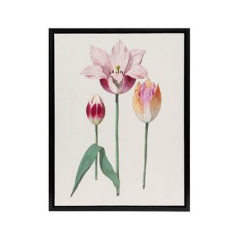 Artery8 Blooming Tulip Flower Anselmus de Boodt Framed Canvas Wall Art Print in White | Size: W24 x H32