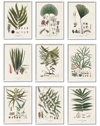 Stupell Industries Antique Leaves Vintage Studies By Vision Studio Wall Art