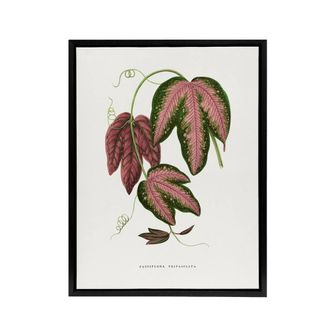 Artery8 AF Lydon B Fawcett Passiflora Trifasciata Leaves Framed Canvas Art in White | Size: W24 x H32