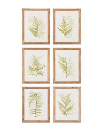 Napa Home & Garden Set Of 6 Fern Study Prints