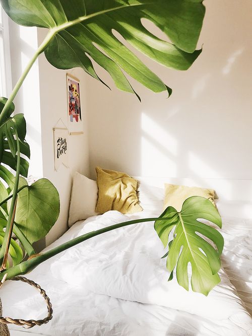 piante da appartamento