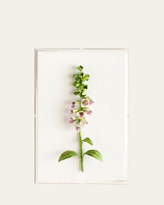 Tommy Mitchell Original Painted Foxglove Study