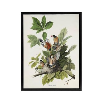 Artery8 American Robin Birds Nest Audubon Nature Black Framed Canvas Wall Art in White | Size: W24 x H32