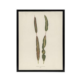 Artery8 Vintage Botanical Croton Interruptum Leaf Fawcett Framed Canvas Art in Beige | Size: W24 x H32