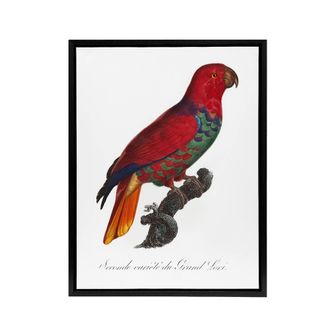 Artery8 The Eclectus Parrot Francois Levaillant Framed Canvas Wall Art Print in White | Size: W24 x H32