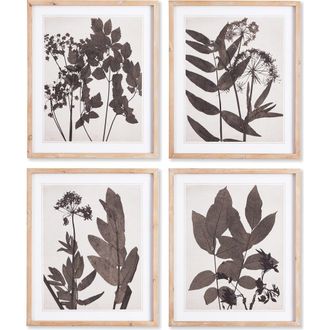 Napa Home & Garden Pressed Foliage Plant Art Prints with Light Wood Frame Set of 4 in Black at Nordstrom, Size Medium