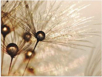 Artland Wandbild »Pusteblume Goldener Tropfen« 1 Stk. tlg. als Alubild, Outdoorbild, Leinwandbild, Poster, Wandaufkleber