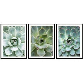 OEM Carteles Con Fotos En Marco 53x73cm Tr&iacute;ptico Conjunto De 3 Cuadros Hojas Flores P2007
