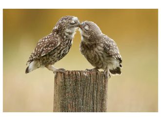 Schubiger M&ouml;bel Digitaldruck auf Acrylglas 2 Spatzen