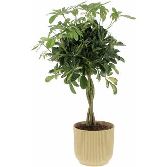 Kentis Schefflera Arboricola Gold Capella con Eco-Vaso Butter Yellow - Pianta Tropicale Purifica Aria da Interno - h 75-85 cm Vaso &oslash; 19 cm