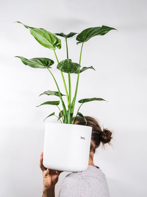 Ein Mann hält eine Alocasioa Cucullata auf seinen Schultern.