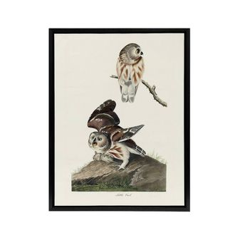 Artery8 Birds Of America Little Owls Audubon Nature Black Framed Canvas Art in White | Size: W24 x H32