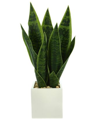 Creative Displays Inc. Classic Snake Plant In Fiberstone Pot