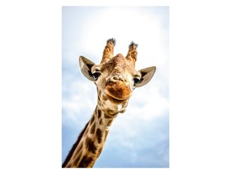 Schubiger M&ouml;bel Digitaldruck auf Acrylglas L&auml;chelnde Giraffe