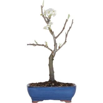 Kentis Bonsai di Pero - Pyrus Domestica - Piante Vere da Frutto - h 43-50 cm Vaso &oslash; 21 cm