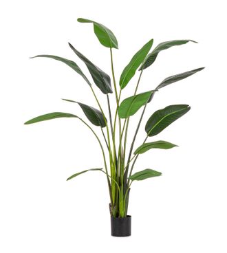 BIZZOTTO Kunstpflanzen Strelitzie H: 235 cm