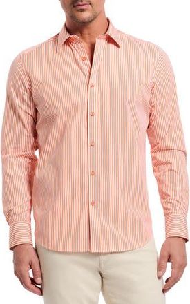 Robert Graham Greenwich Stripe Stretch Button-Up Shirt in Orange at Nordstrom Rack, Size 4X-Large