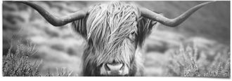 Reinders Poster »Highlander Bulle Tiermotiv - Nahaufnahme - Hochlandrind Bild« 1 Stk. tlg
