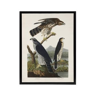 Artery8 Goshawk & Stanley Hawk Audubon Nature Black Framed Canvas Wall Art in White | Size: W24 x H32