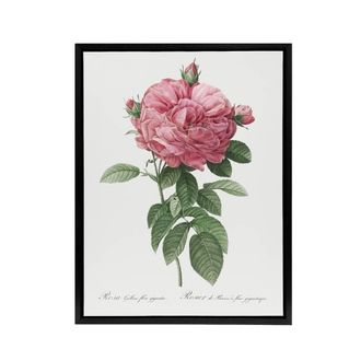Artery8 Giant Gallica Rose Floral Redoute Vintage Black Framed Canvas Wall Art in White | Size: W24 x H32