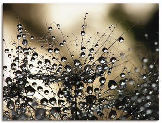 Artland Wandbild »Nasser Löwenzahn« Blumen 1 Stk. tlg. als Alubild, Outdoorbild, Leinwandbild, Poster, Wandaufkleber