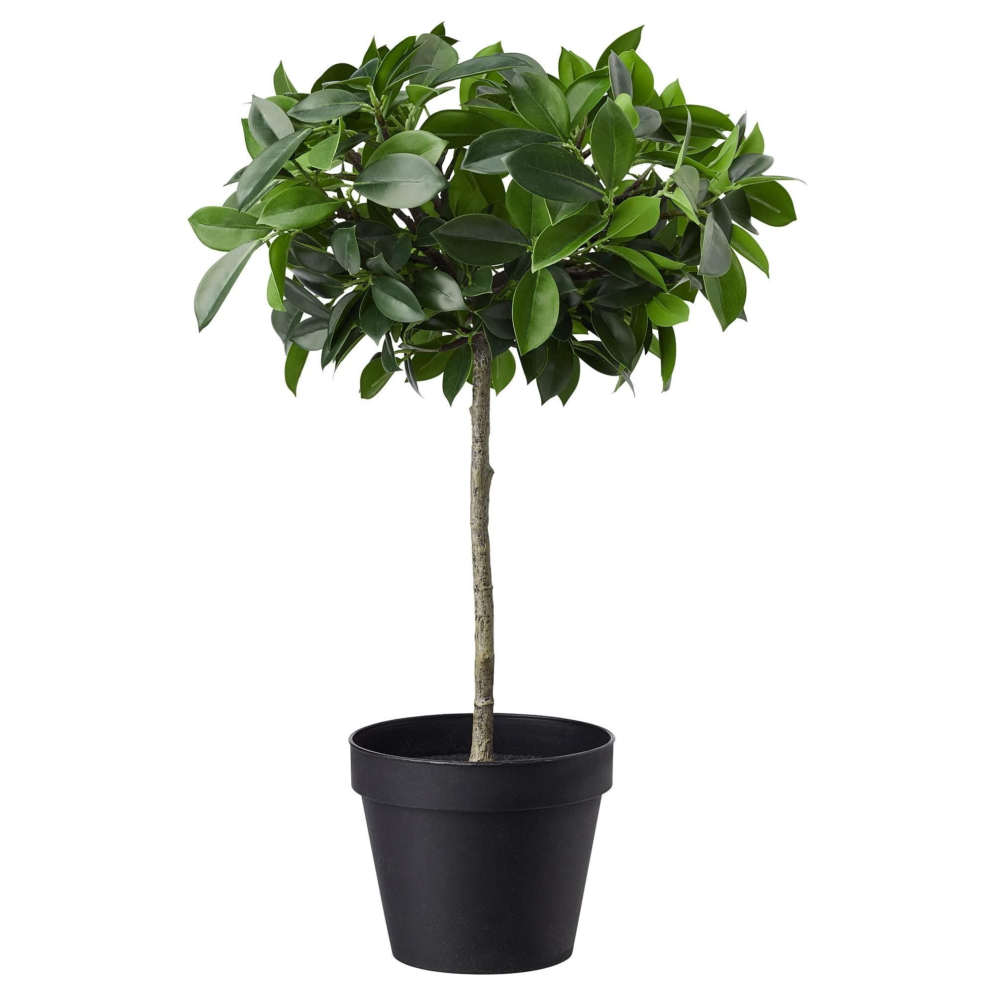 höchster kirschlorbeer Portugiesischer Kirschlorbeer – Prunus lusitanica 'Angustifolia' (Hoch –  Blupf by Kitzinger main image 1