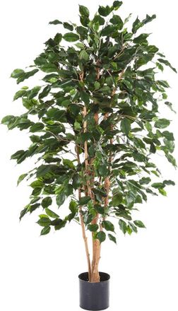 Baq Lebensechte Kunstpflanze Ficus Exotica, &oslash; 75/ H&ouml;he 150 cm