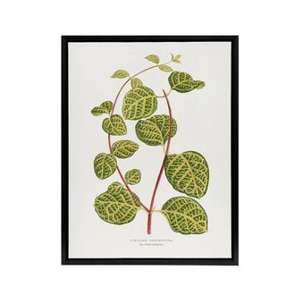 Artery8 AF Lydon Benjamin Fawcett Lonicera Brachypoda Leaves Framed Canvas Art in White | Size: W24 x H32