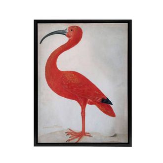 Artery8 Merian Scarlet Ibis With Egg Nature Framed Canvas Wall Art Print in Pink | Size: W24 x H32