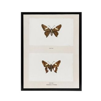 Artery8 Silver Spotted Skipper Butterfly Denton Framed Canvas Wall Art Print in White | Size: W24 x H32