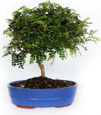 Kentis Kentis - Bonsai Zanthoxylum Piperitum - Pepe Sichuan - h 30-40 cm Vaso &oslash; 26 cm